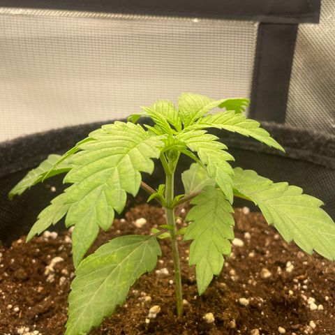 Cheese growlog timeline photo