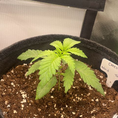 Cheese growlog timeline photo