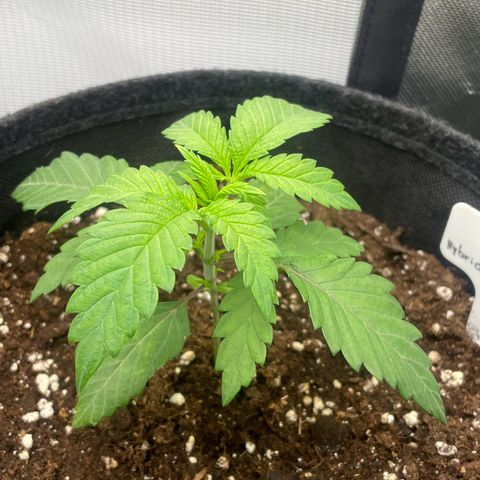 Cheese growlog timeline photo