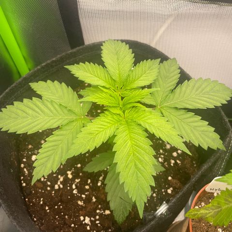 Cheese growlog timeline photo