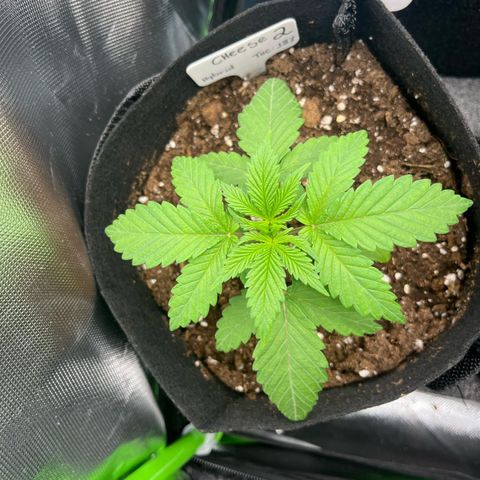 Cheese growlog timeline photo