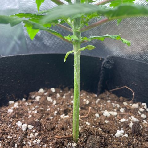 Cheese growlog timeline photo