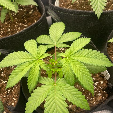 Cheese growlog timeline photo