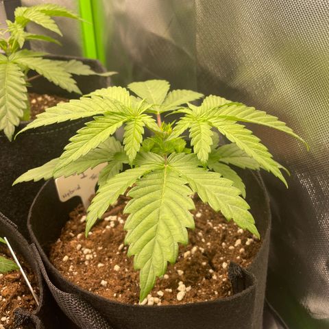 Cheese growlog timeline photo