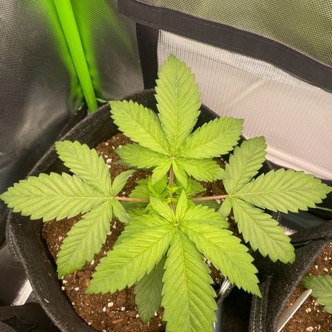 Cheese growlog timeline photo