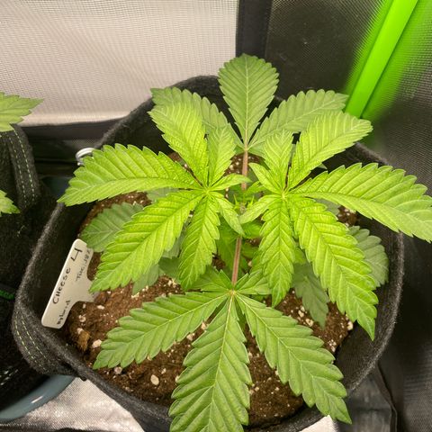 Cheese growlog timeline photo