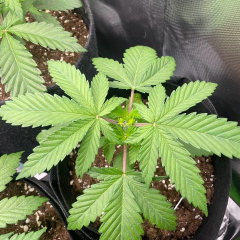 Cheese growlog timeline photo