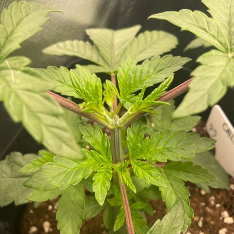 Cheese growlog timeline photo