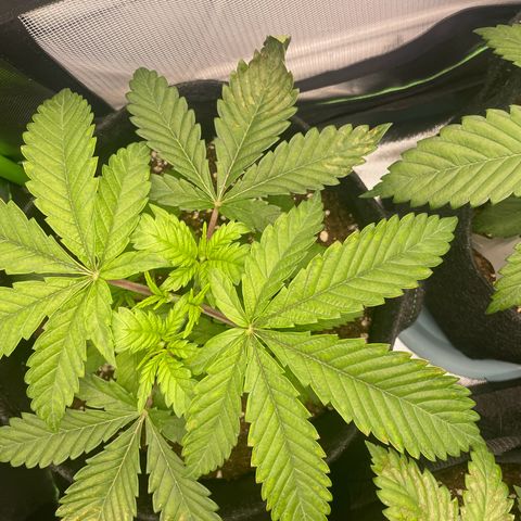 Cheese growlog timeline photo