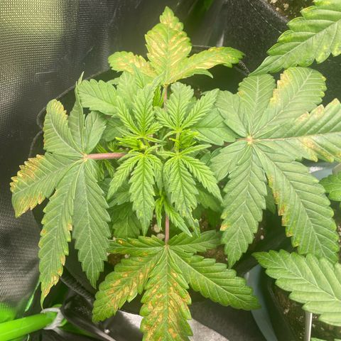 Cheese growlog timeline photo