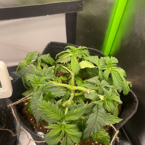 Cheese growlog timeline photo
