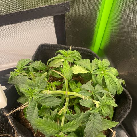 Cheese growlog timeline photo