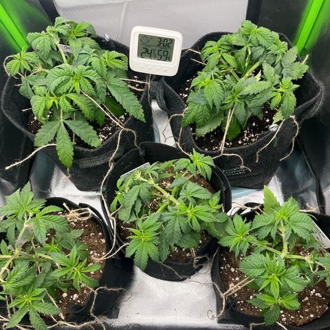 Cheese growlog timeline photo