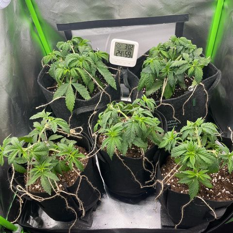Cheese growlog timeline photo