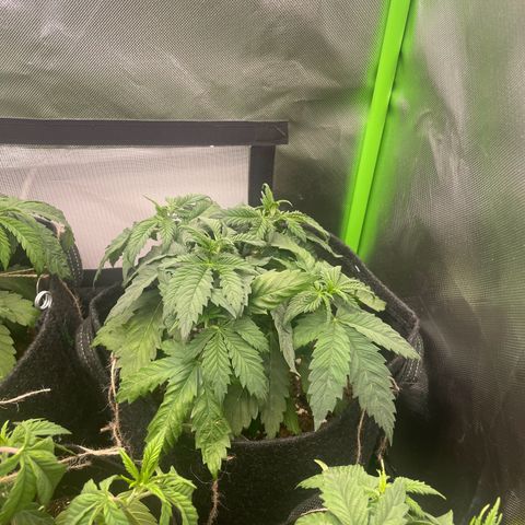 Cheese growlog timeline photo