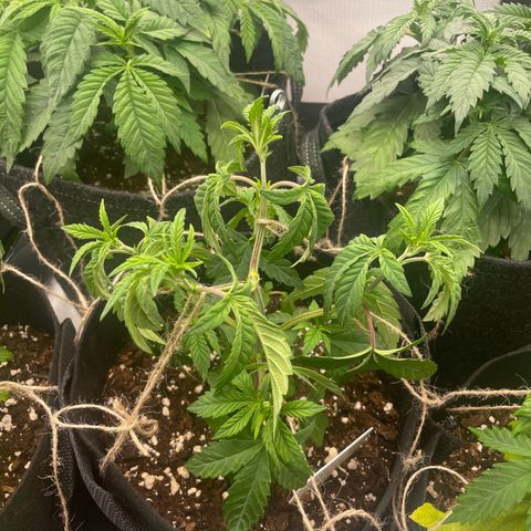 Cheese growlog timeline photo