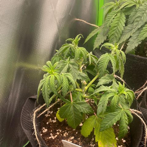 Cheese growlog timeline photo