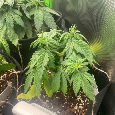 Cheese growlog timeline photo