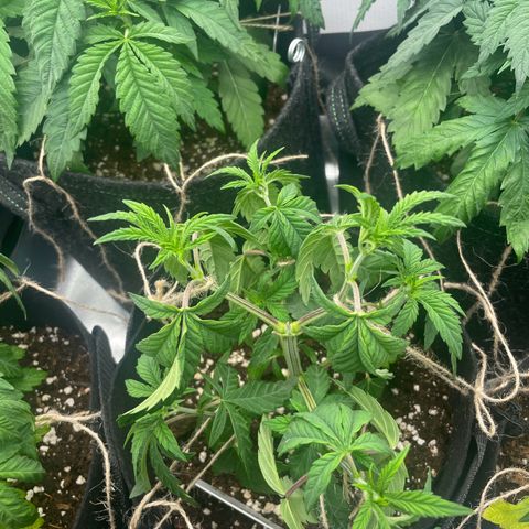Cheese growlog timeline photo