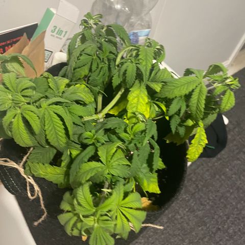 Cheese growlog timeline photo