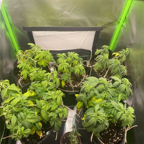 Cheese growlog timeline photo