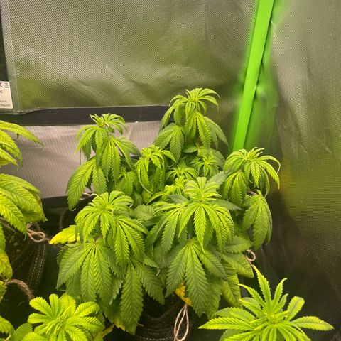 Cheese growlog timeline photo