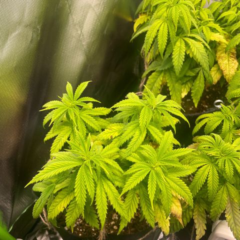 Cheese growlog timeline photo
