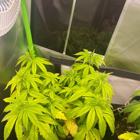 Cheese growlog timeline photo