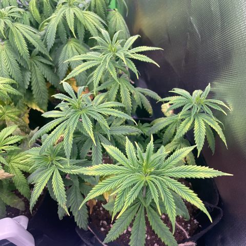 Cheese growlog timeline photo