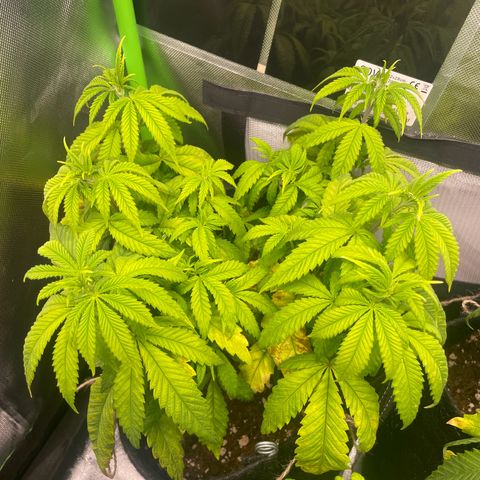 Cheese growlog timeline photo