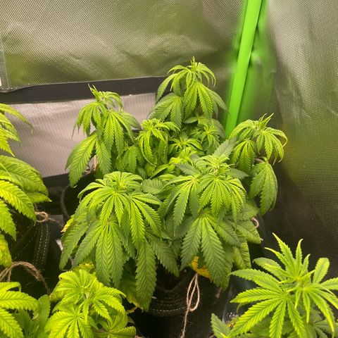 Cheese growlog timeline photo