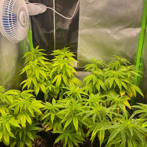 Cheese growlog timeline photo