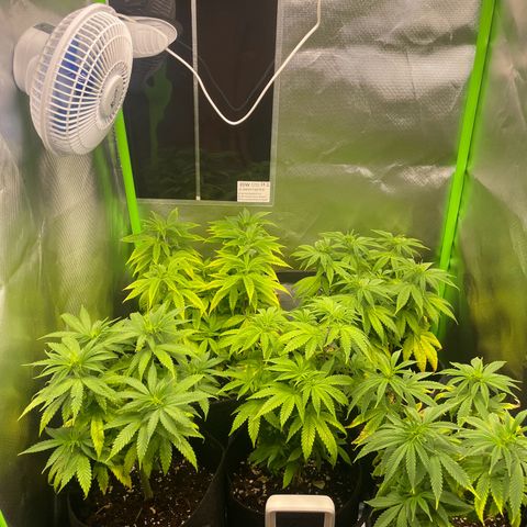 Cheese growlog timeline photo