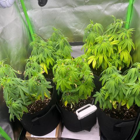 Cheese growlog photo: De manhã 