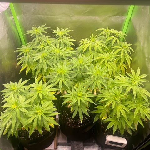 Cheese growlog timeline photo