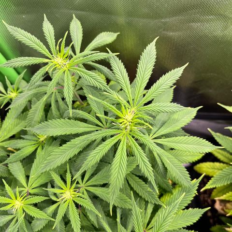 Cheese growlog timeline photo