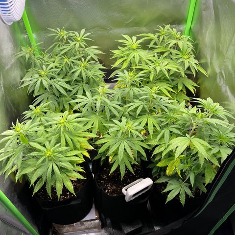 Cheese growlog timeline photo