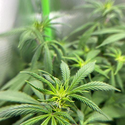 Cheese growlog timeline photo