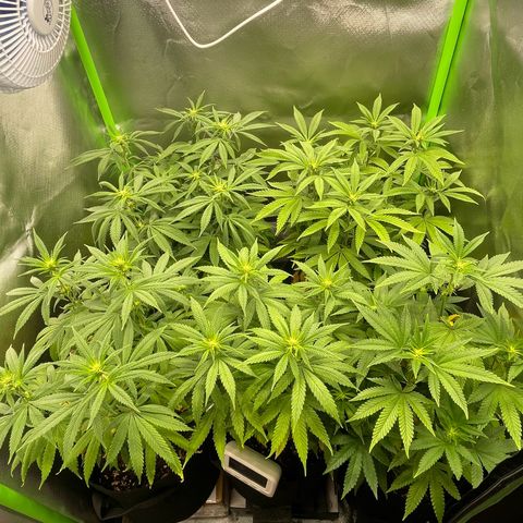 Cheese growlog timeline photo