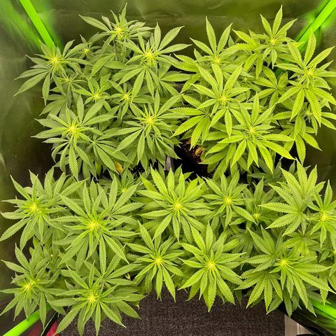 Cheese growlog timeline photo