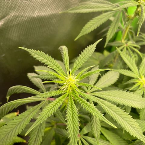 Cheese growlog timeline photo