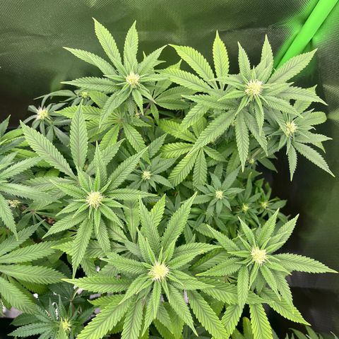 Cheese growlog timeline photo