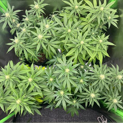Cheese growlog timeline photo