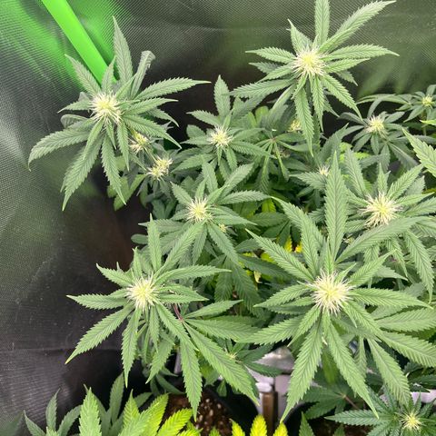 Cheese growlog timeline photo