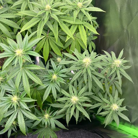 Cheese growlog timeline photo