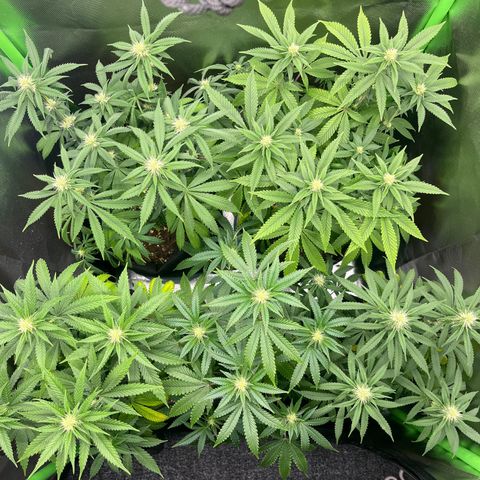 Cheese growlog timeline photo