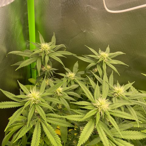 Cheese growlog timeline photo