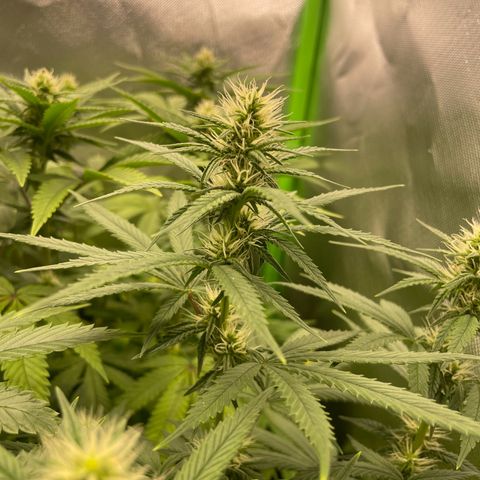 Cheese growlog timeline photo
