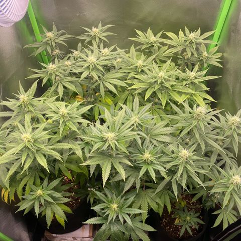 Cheese growlog timeline photo