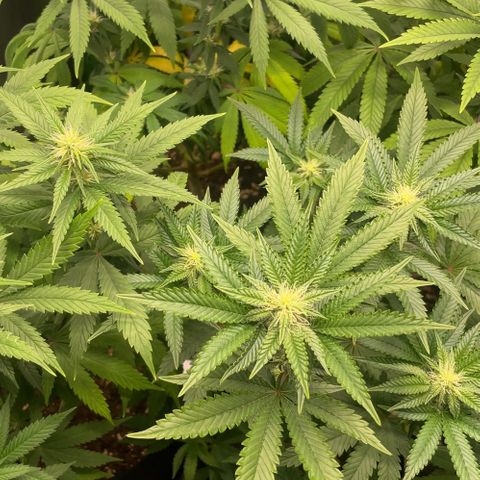 Cheese growlog timeline photo